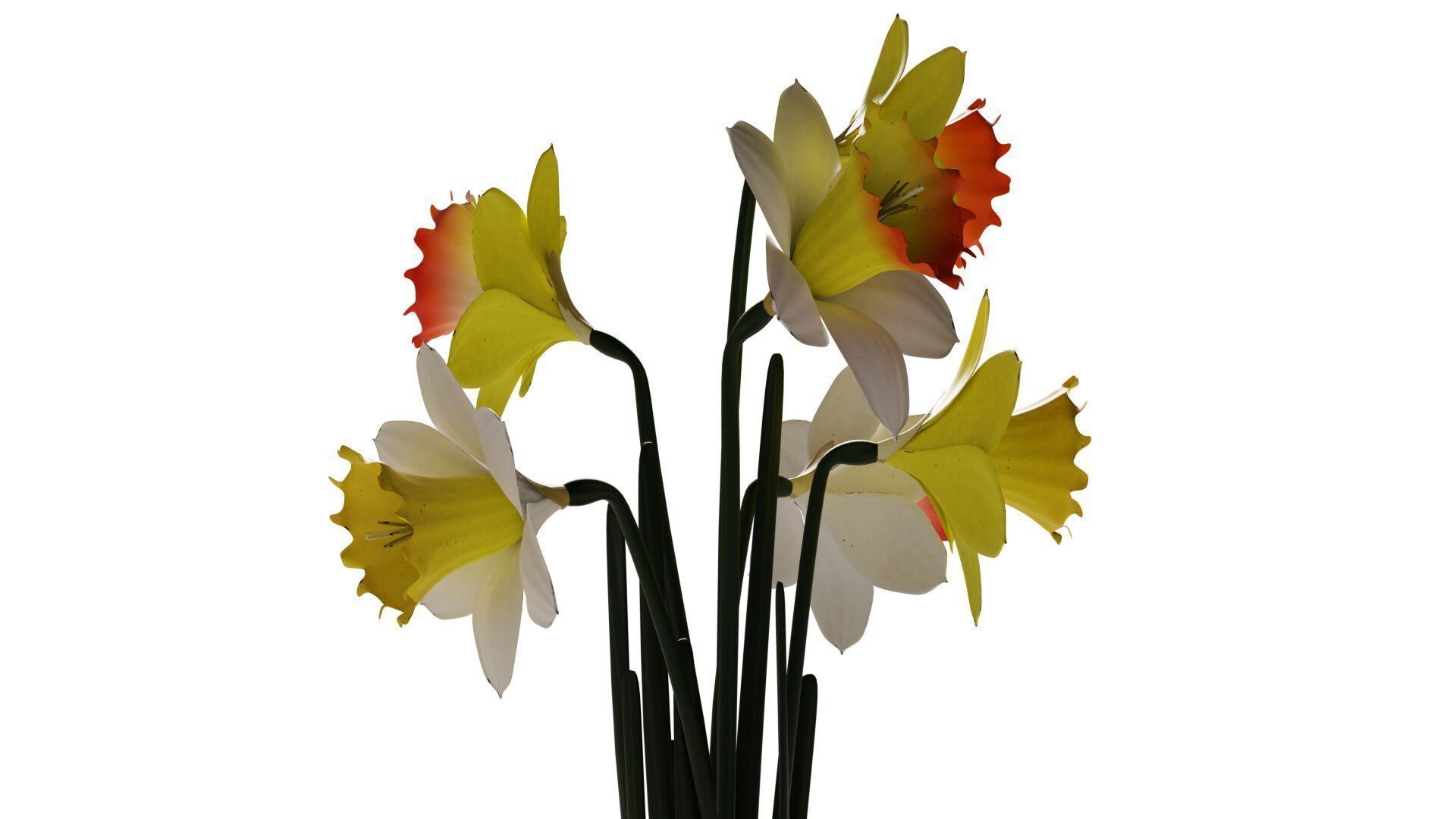 Daffodils in vase 3D model_3