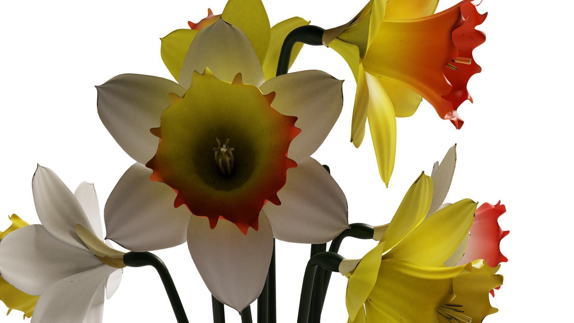 Daffodils in vase 3D model_7