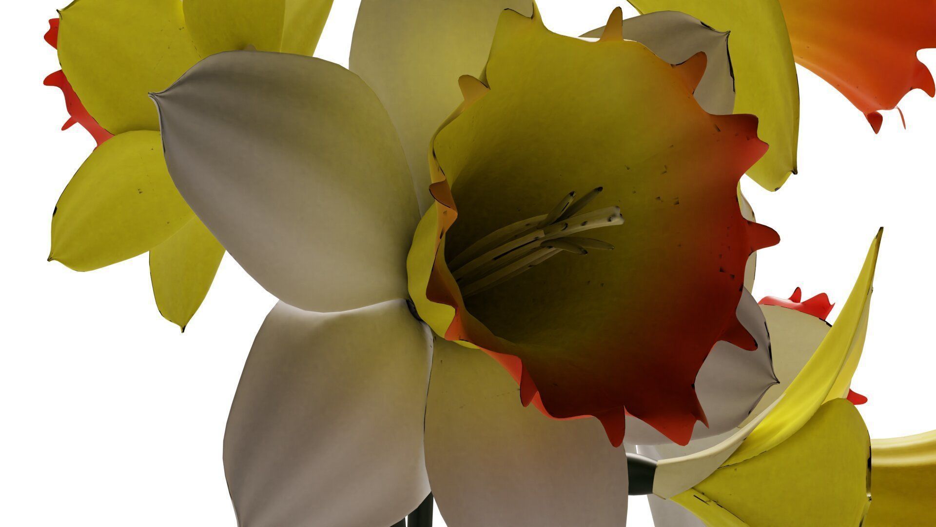 Daffodils in vase 3D model_8