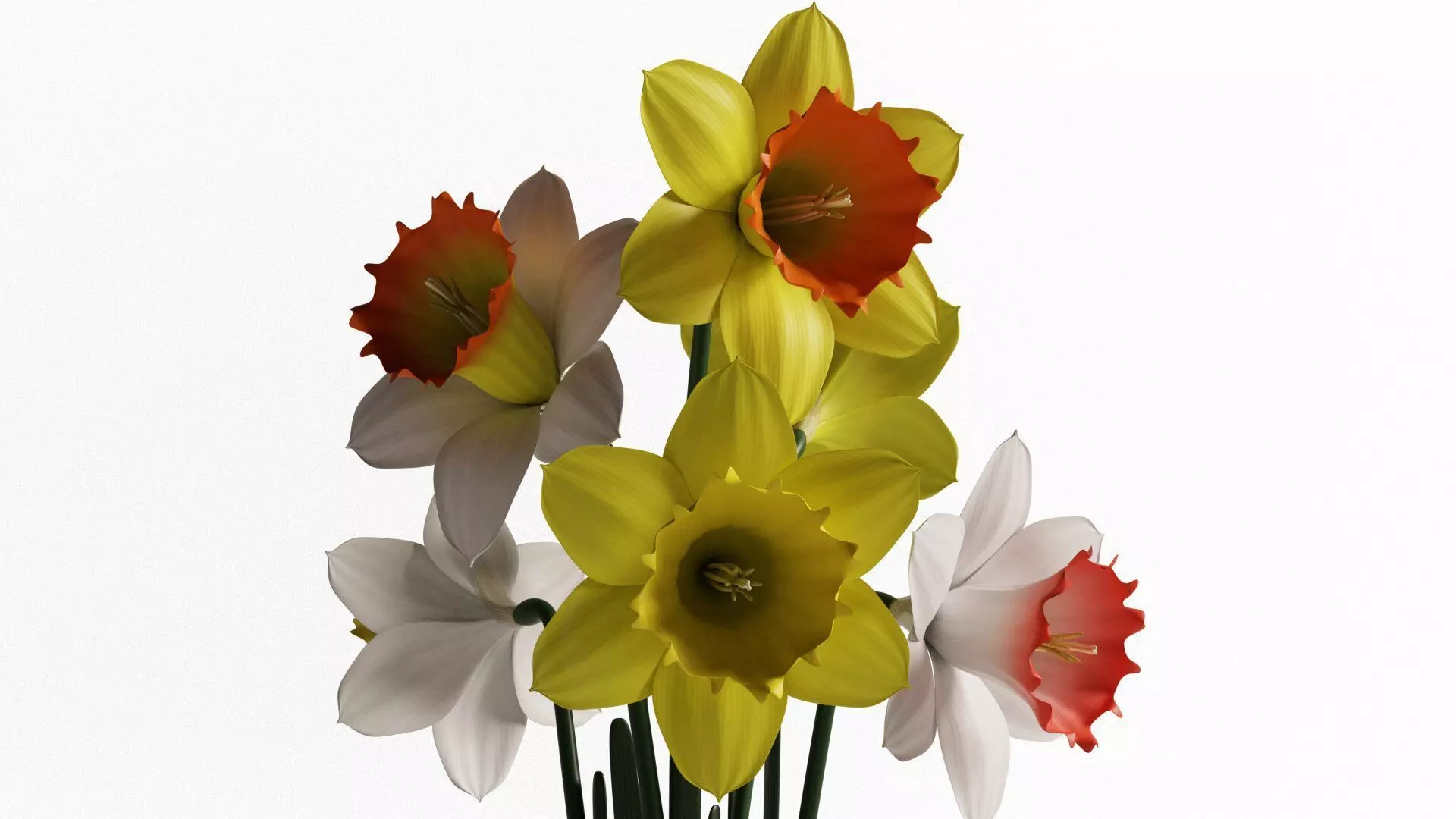 Daffodils in vase 3D model_0