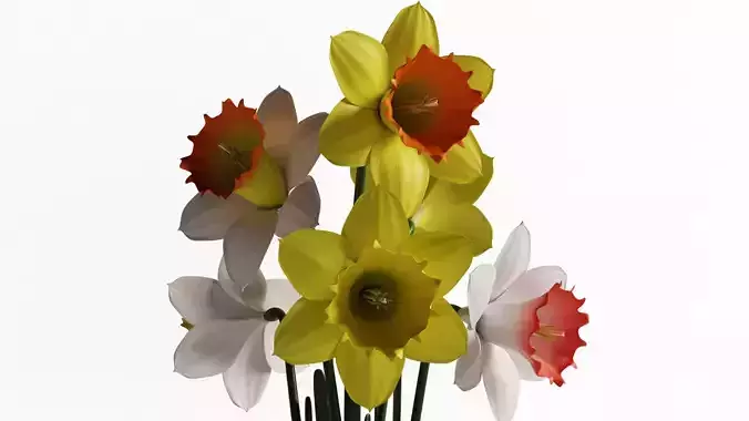 Daffodils in vase