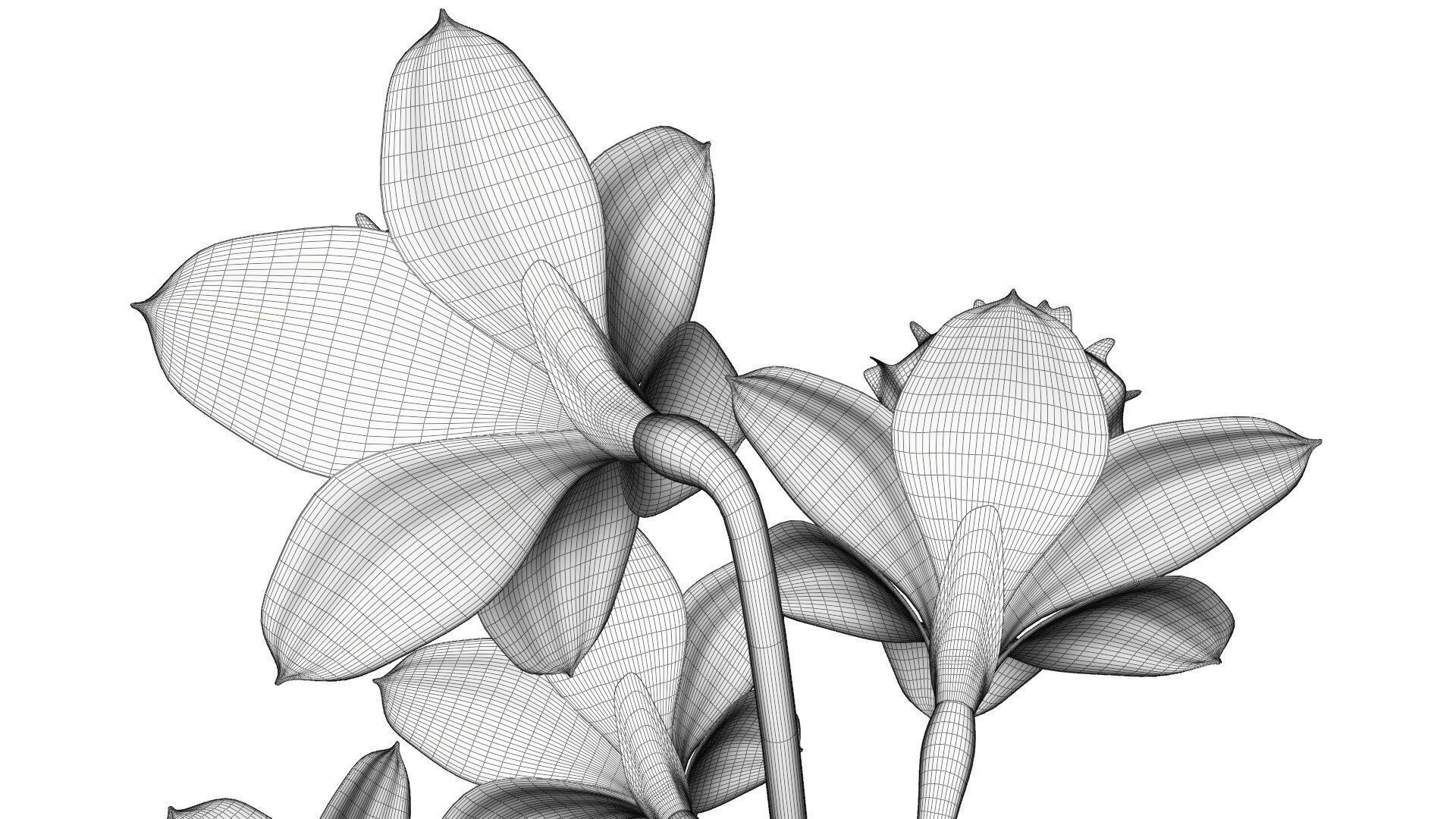 Daffodils in vase 3D model_16