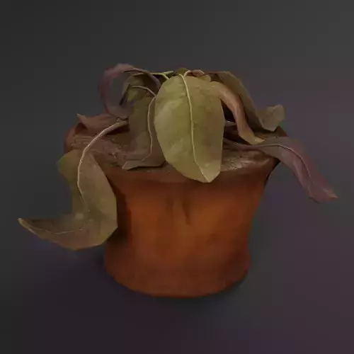 Dry Flowerpot