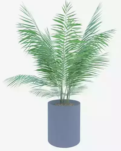 Palm tree