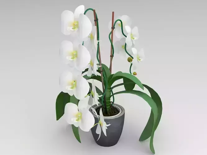 Orchid white