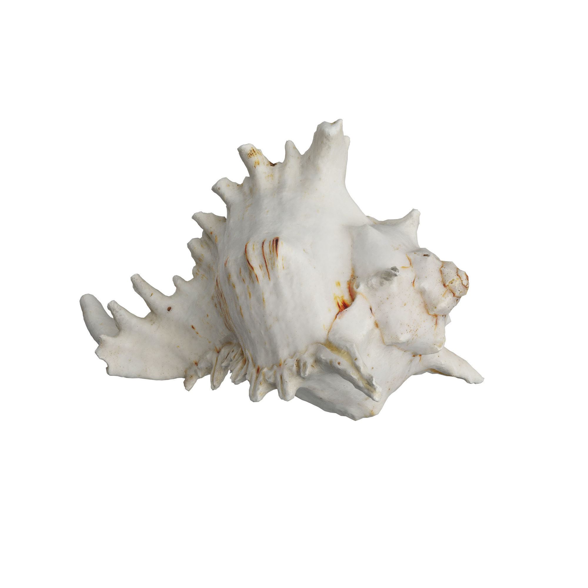 Sea Shell 3D model_6