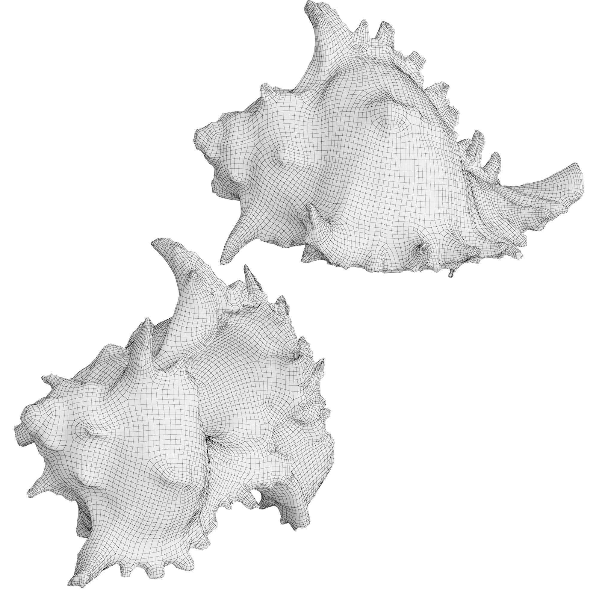 Sea Shell 3D model_2