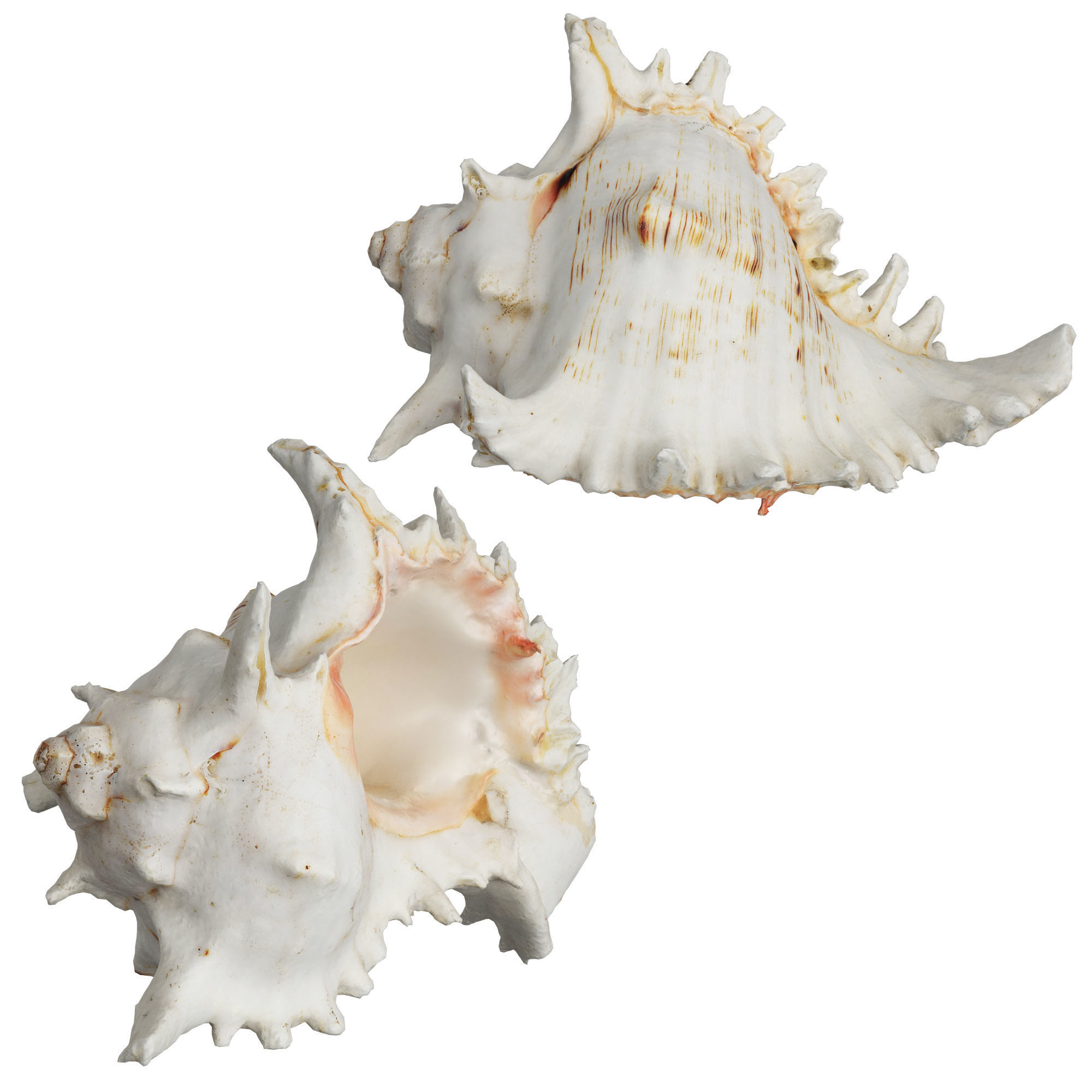 Sea Shell 3D model_1