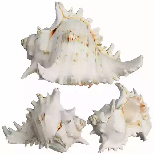Sea Shell 3D model