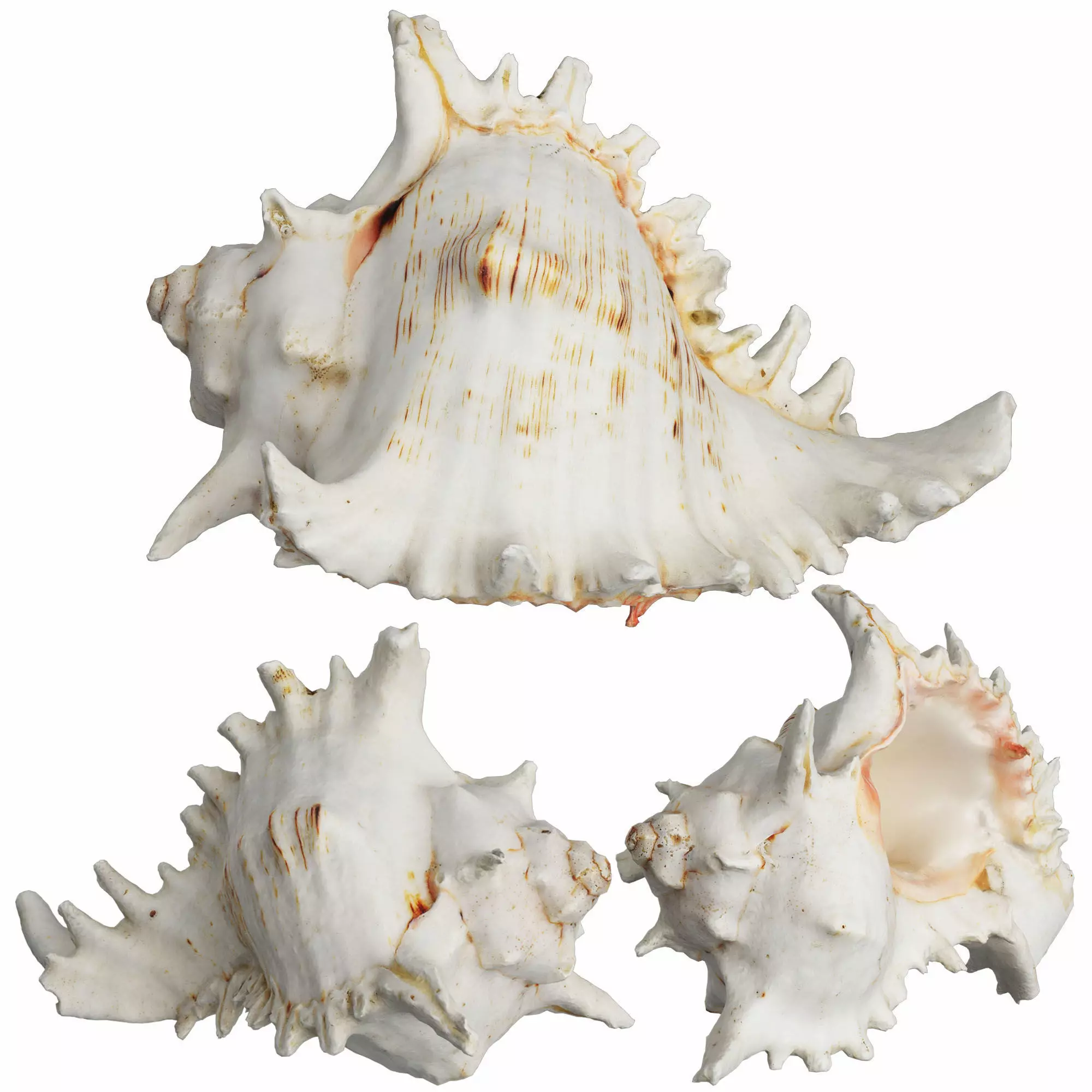 Sea Shell 3D model_0