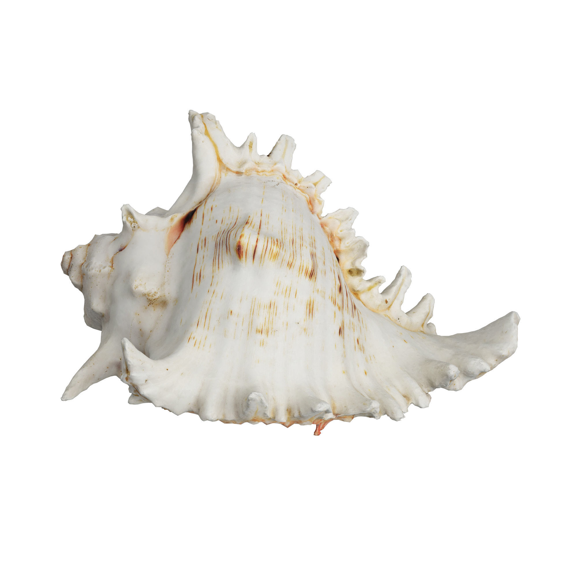 Sea Shell 3D model_5