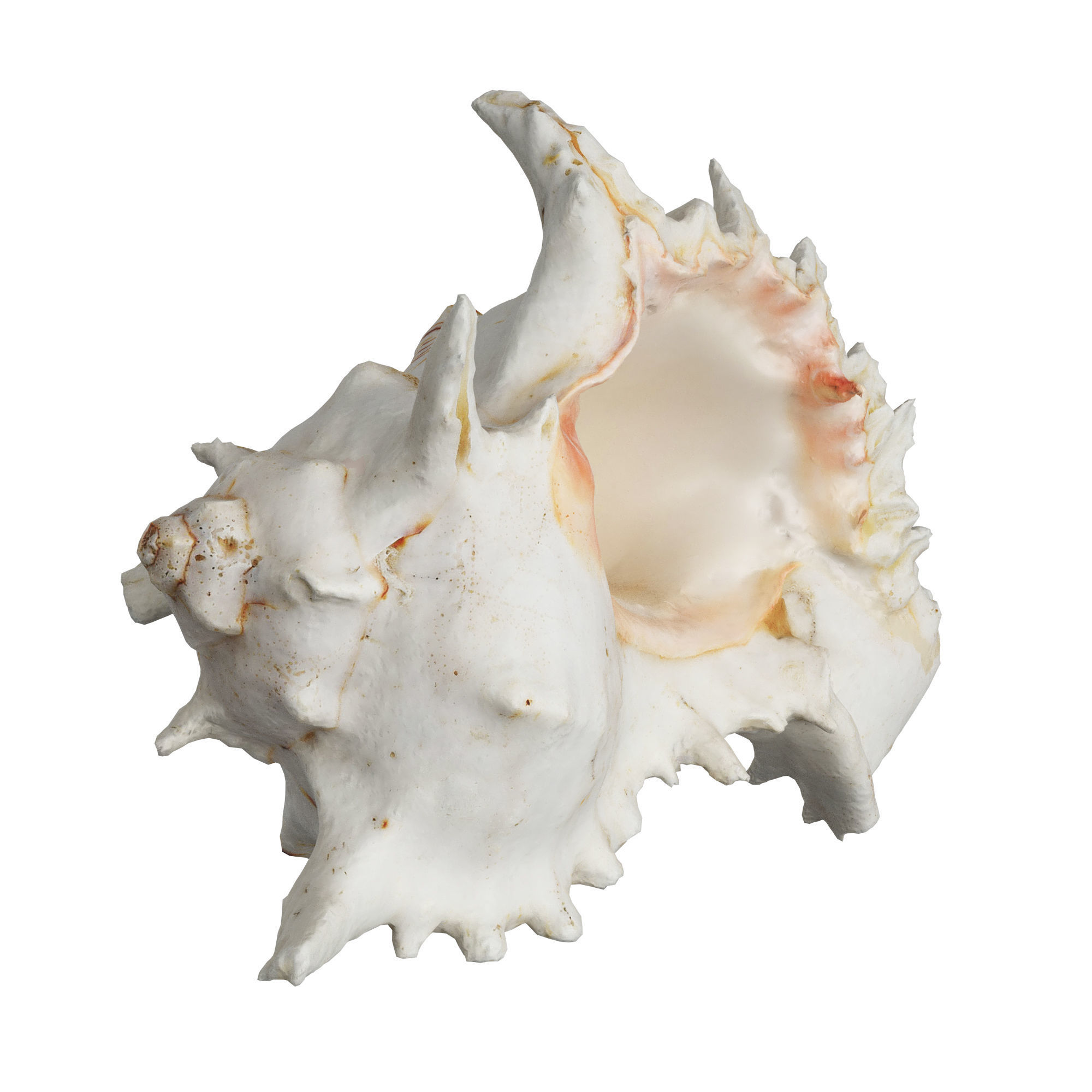 Sea Shell 3D model_3
