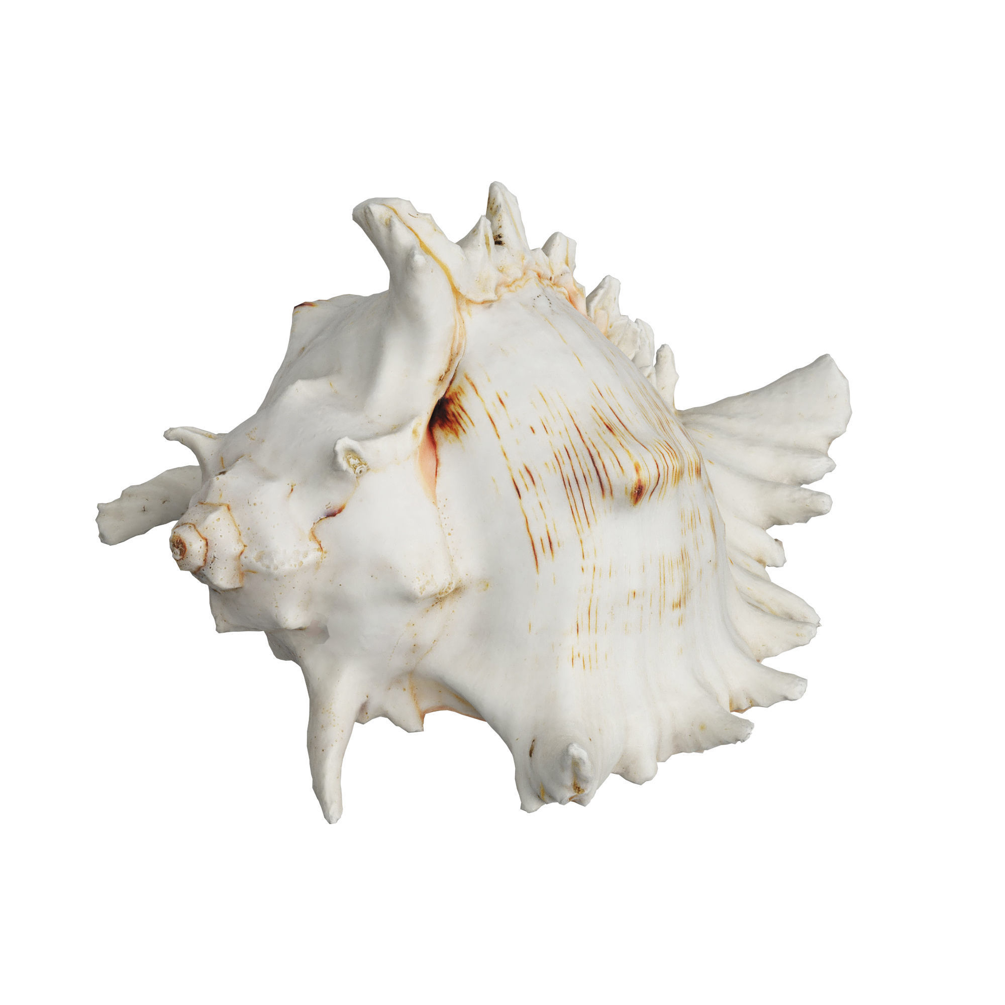 Sea Shell 3D model_4
