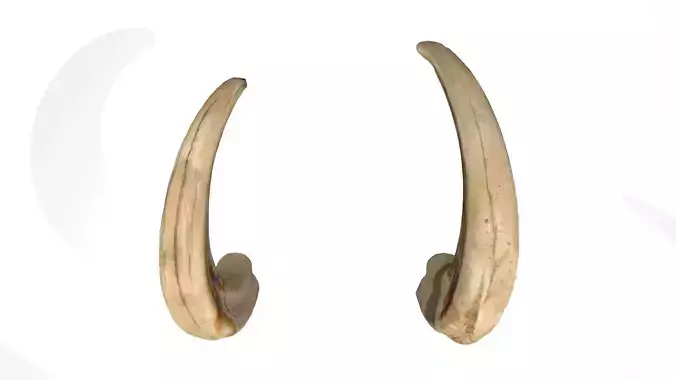African wild boar tusks photoscan 3D model