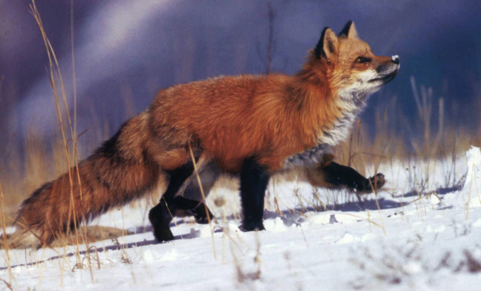 Feral Fox Low-poly 3D model_2