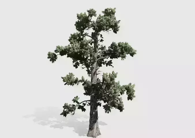 Eastern White Pine tree collection 12 trees Models in the scene Low-poly 3D model