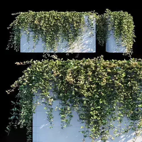 sikkim-creeper ivy