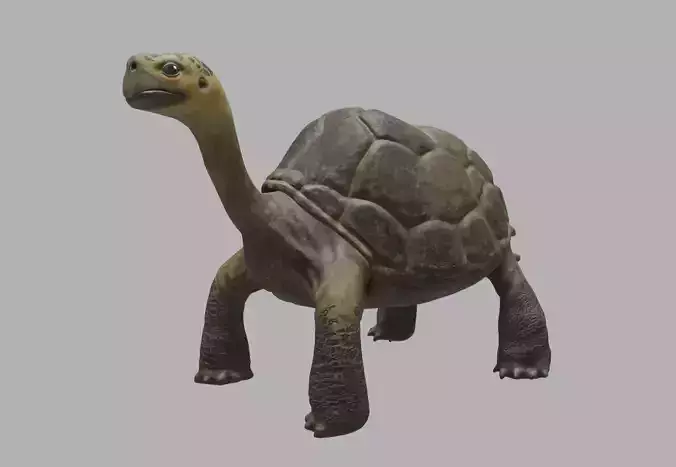 tortoise 3d model