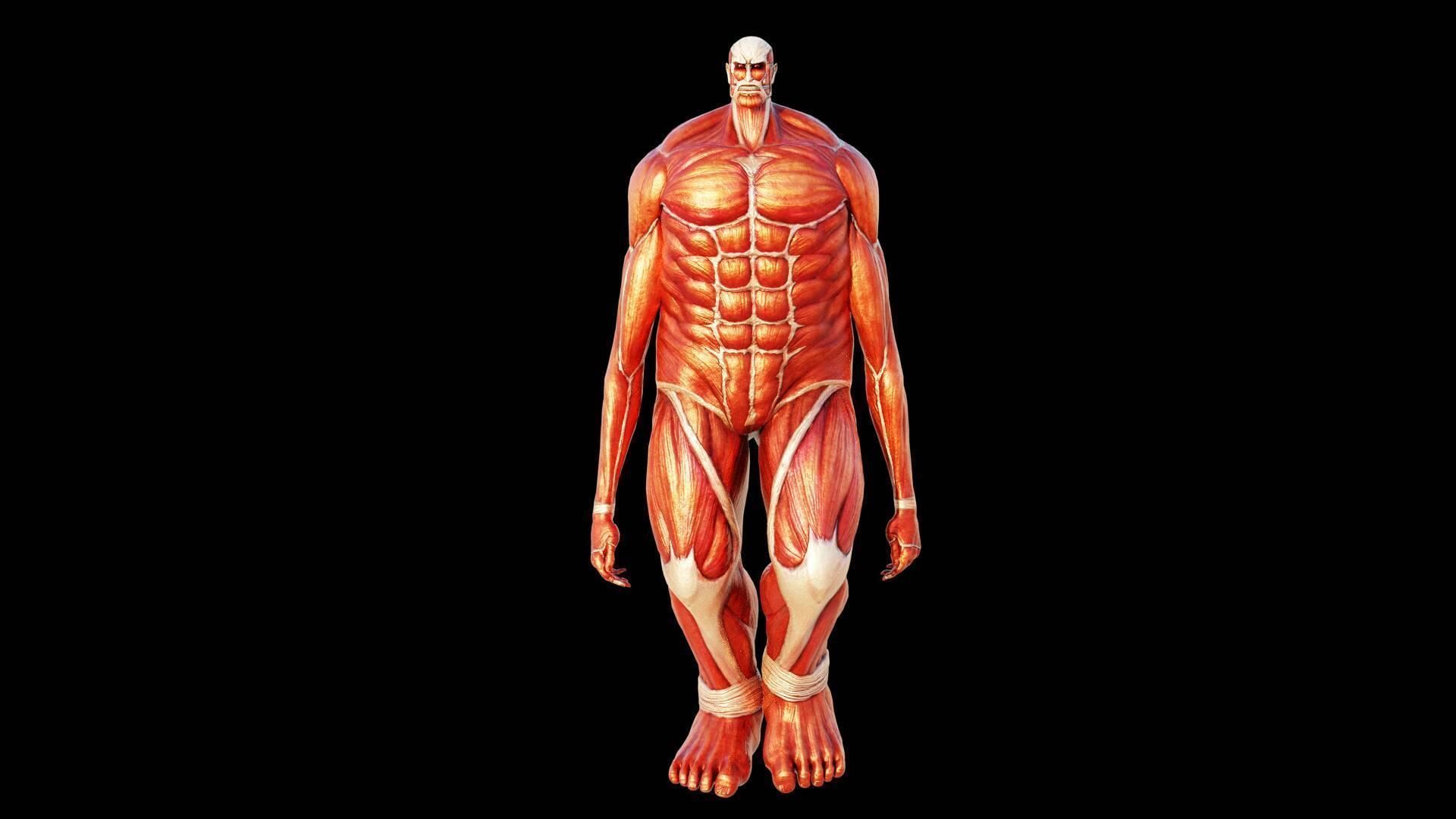 attack on titan  Armored  and colossal titan 3D model_6