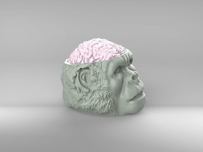 Indiana Jones Temple of Doom Chilled Monkey Brains 3D print model 5