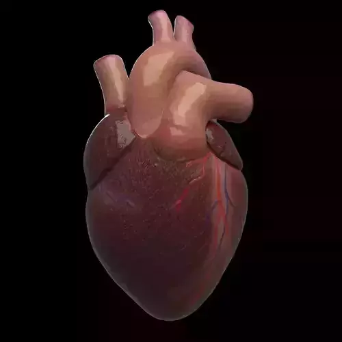 Heart realistic human