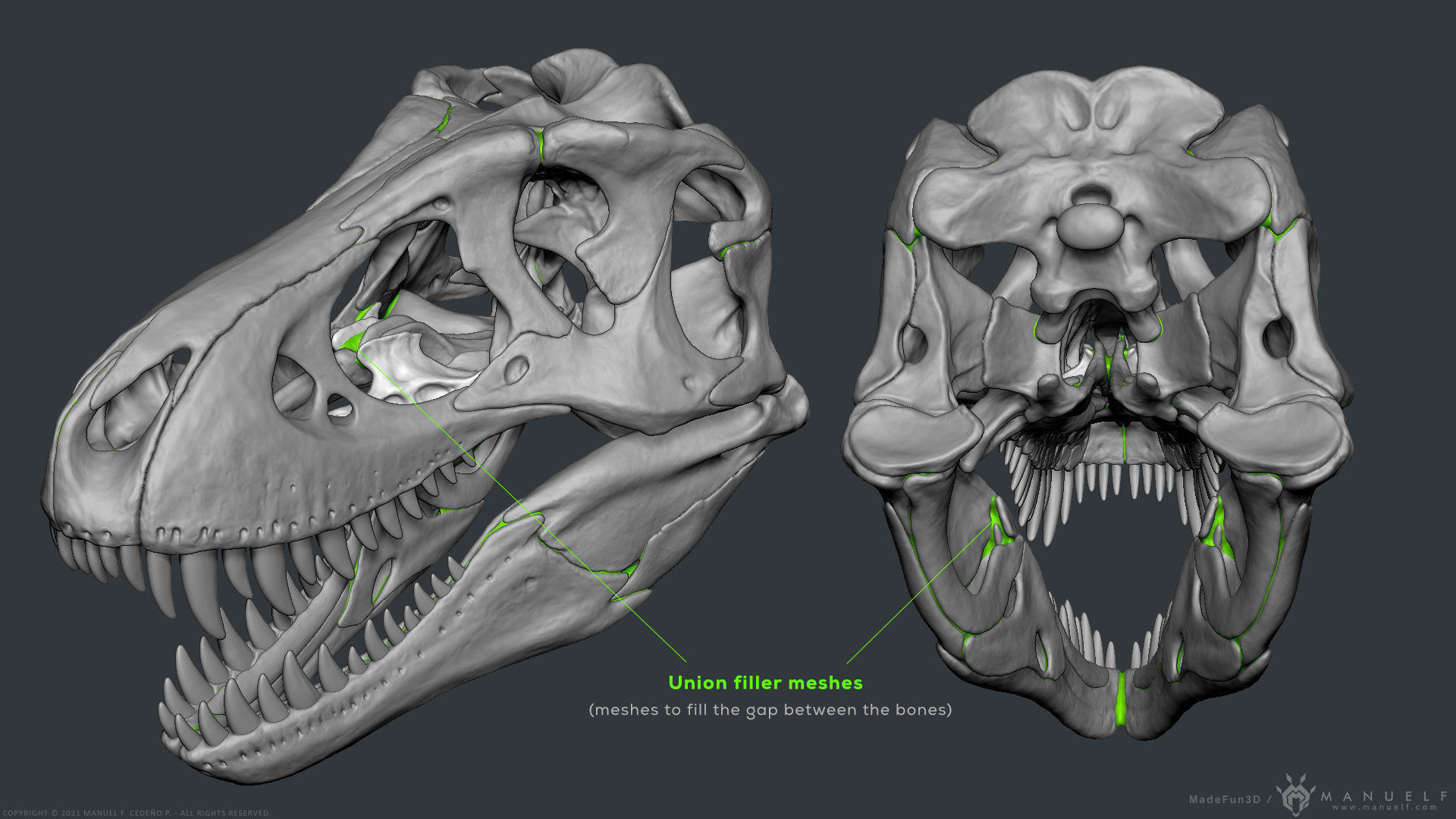 Tyrannosaurus Rex Skull Bones Sculpture 3D model_29
