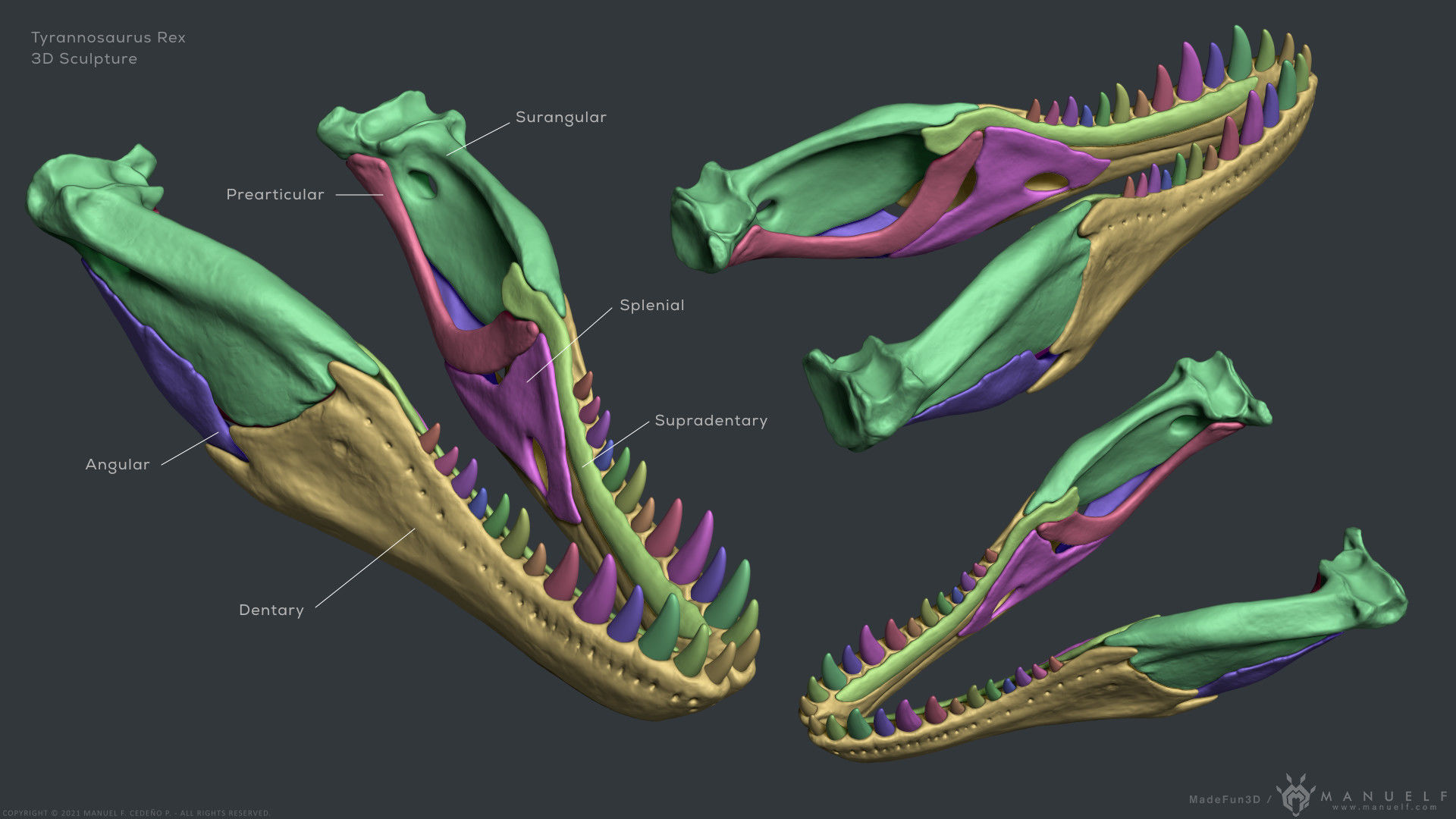 Tyrannosaurus Rex Skull Bones Sculpture 3D model_13