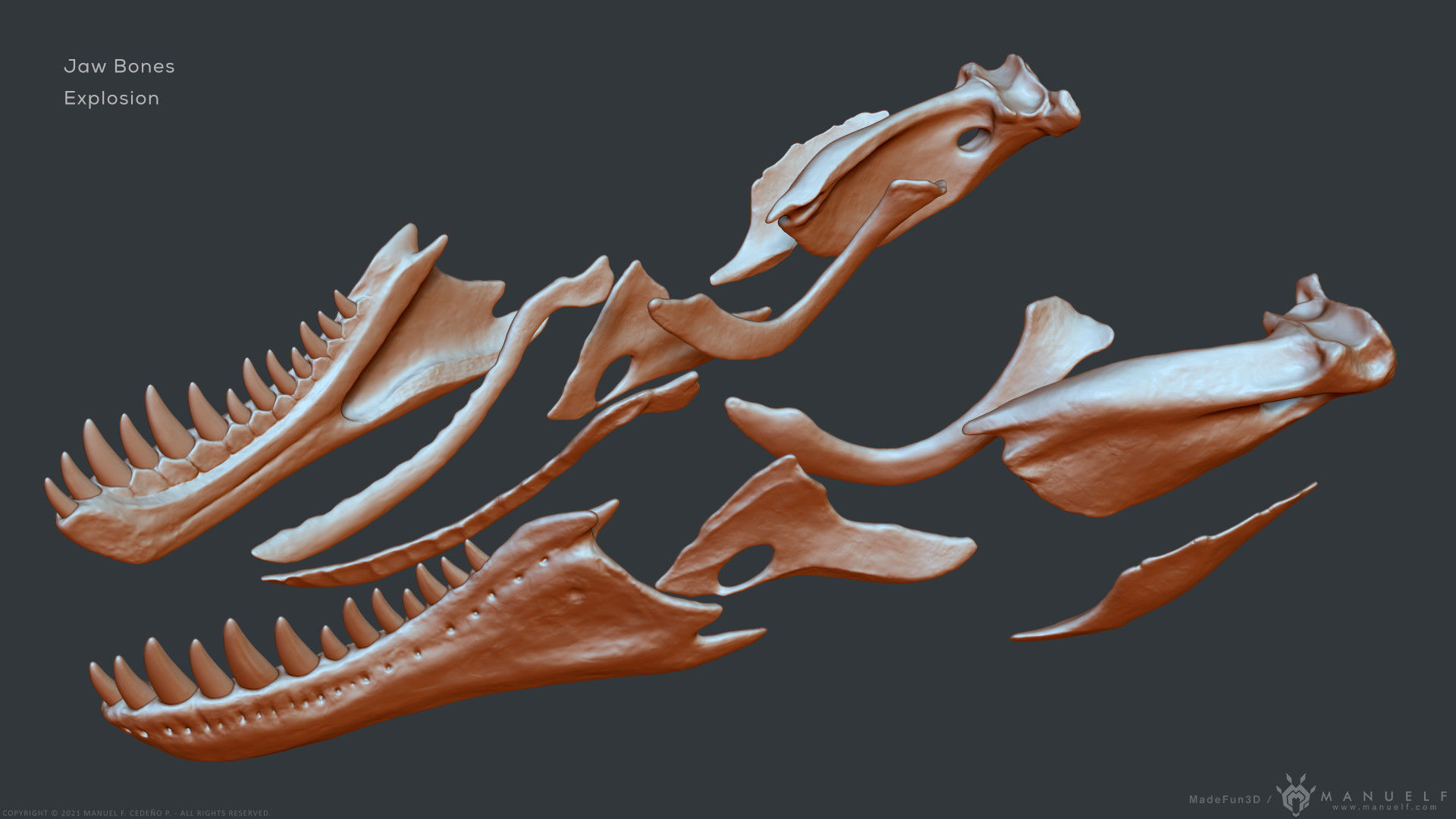 Tyrannosaurus Rex Skull Bones Sculpture 3D model_27