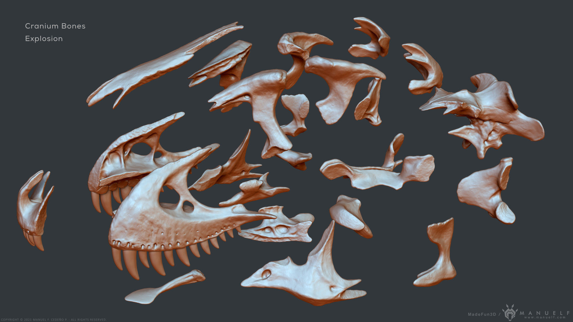 Tyrannosaurus Rex Skull Bones Sculpture 3D model_26