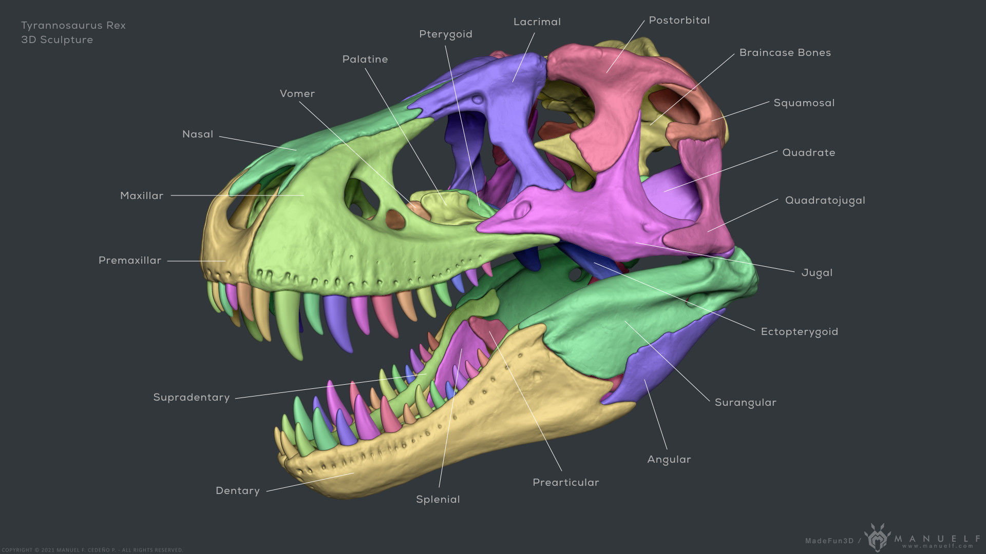 Tyrannosaurus Rex Skull Bones Sculpture 3D model_1