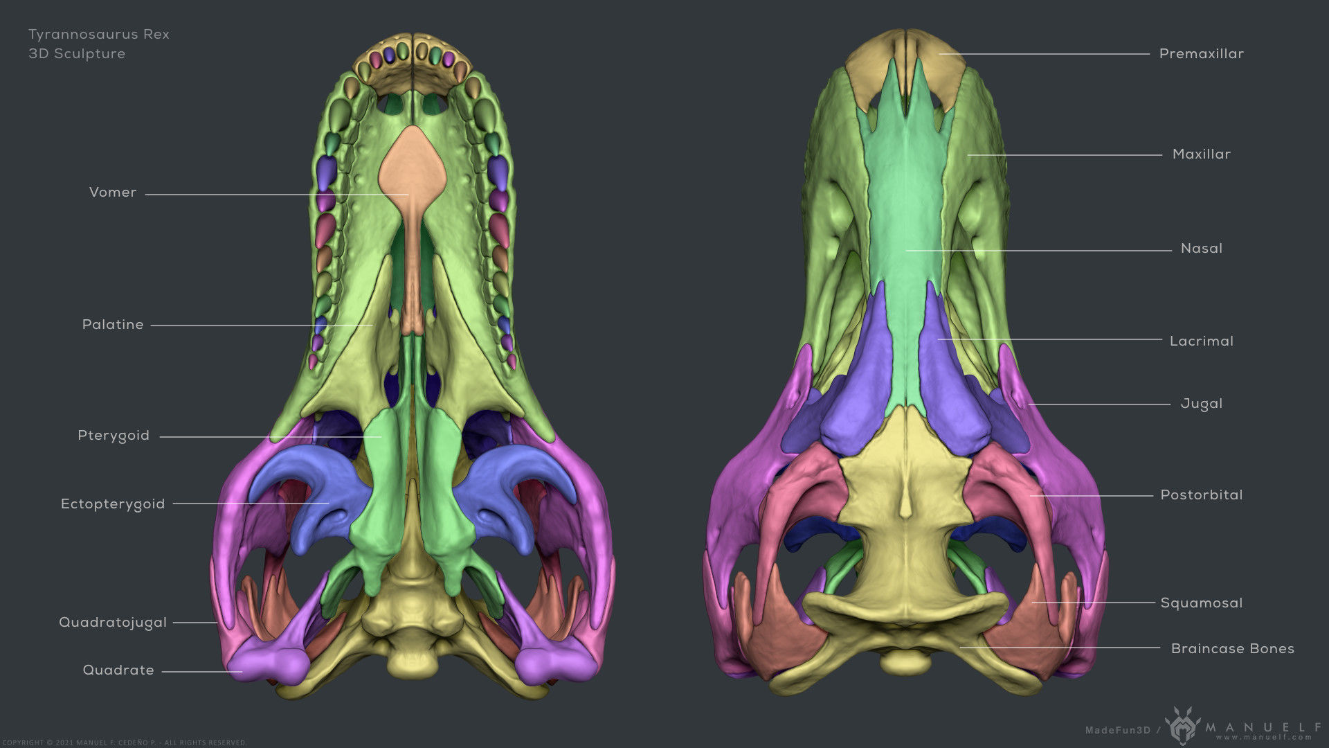 Tyrannosaurus Rex Skull Bones Sculpture 3D model_9