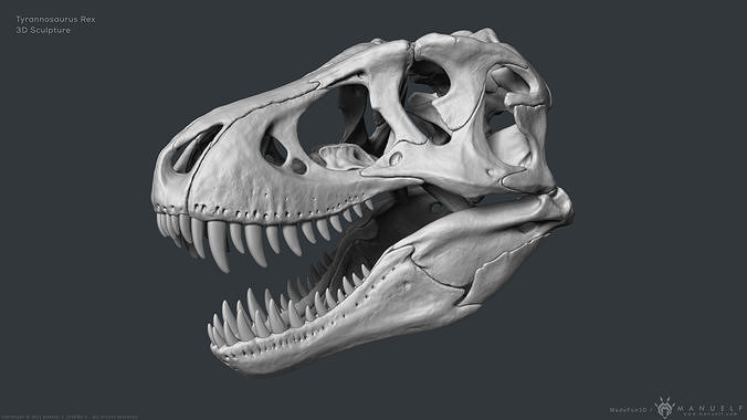 Tyrannosaurus Rex Skull Bones Sculpture 3D model