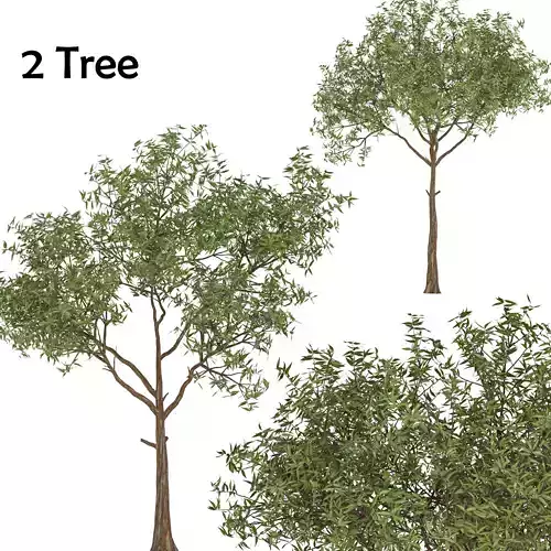set of tree