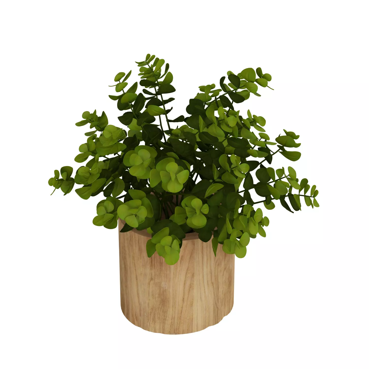 Faux Naturalist Eucalyptus Bonsai Plant 3D model_0