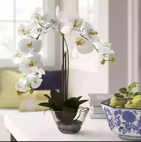 Phalaenopsis Orchid Floral Arrangement in Vase