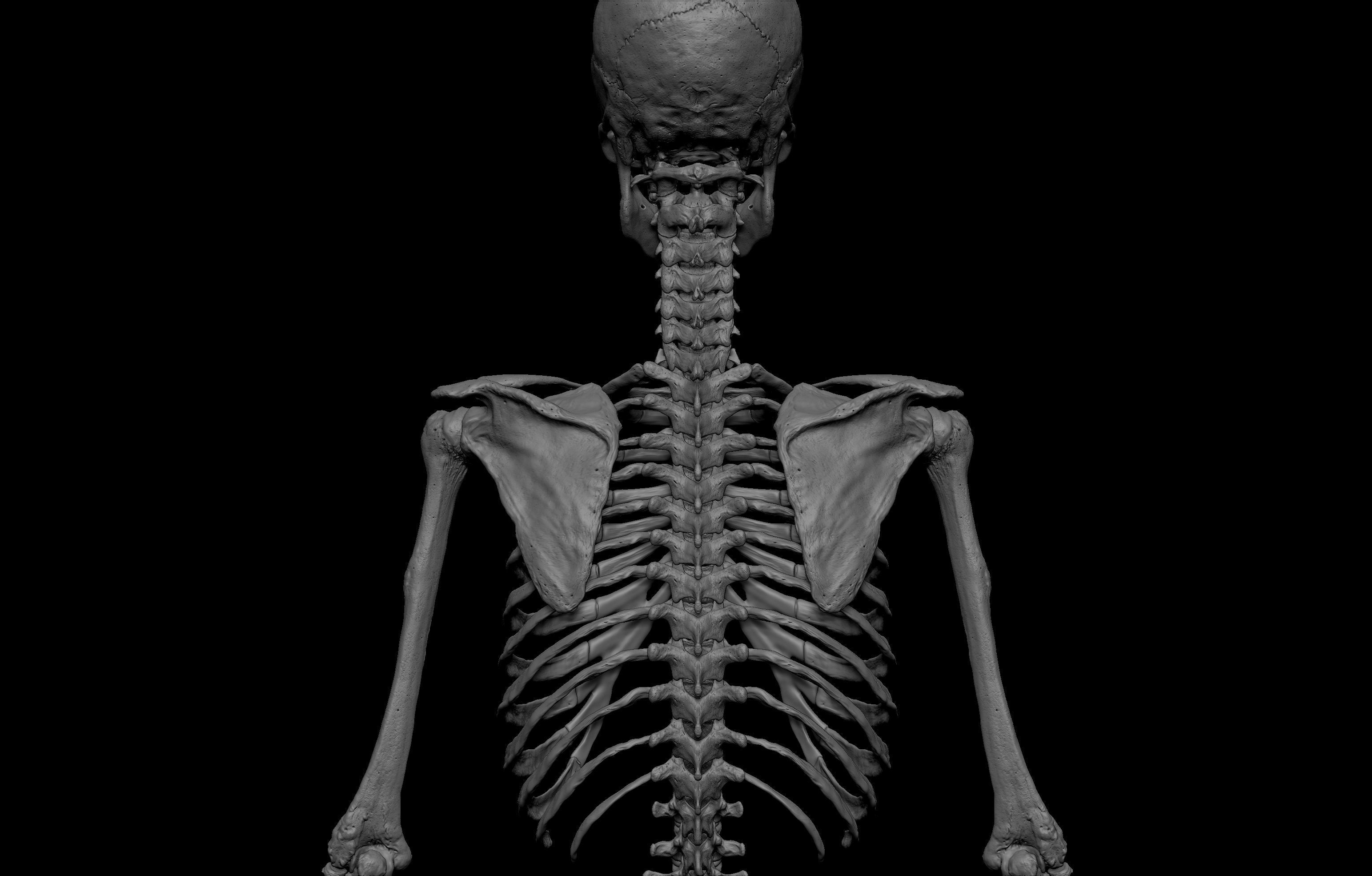 HD Male Complete Human 3D Anatomy Model Low-poly 3D model_53