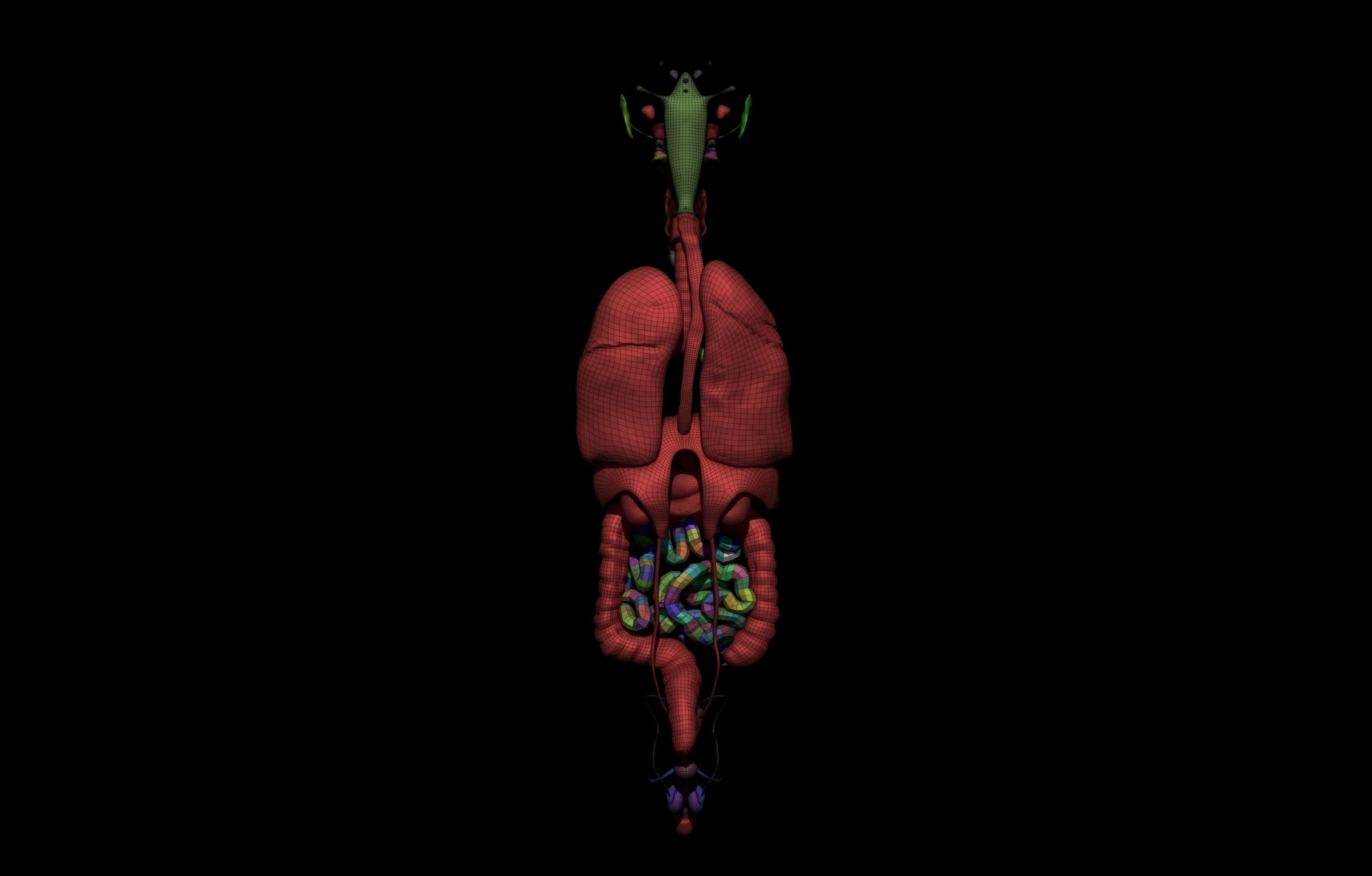 HD Male Complete Human 3D Anatomy Model Low-poly 3D model_84