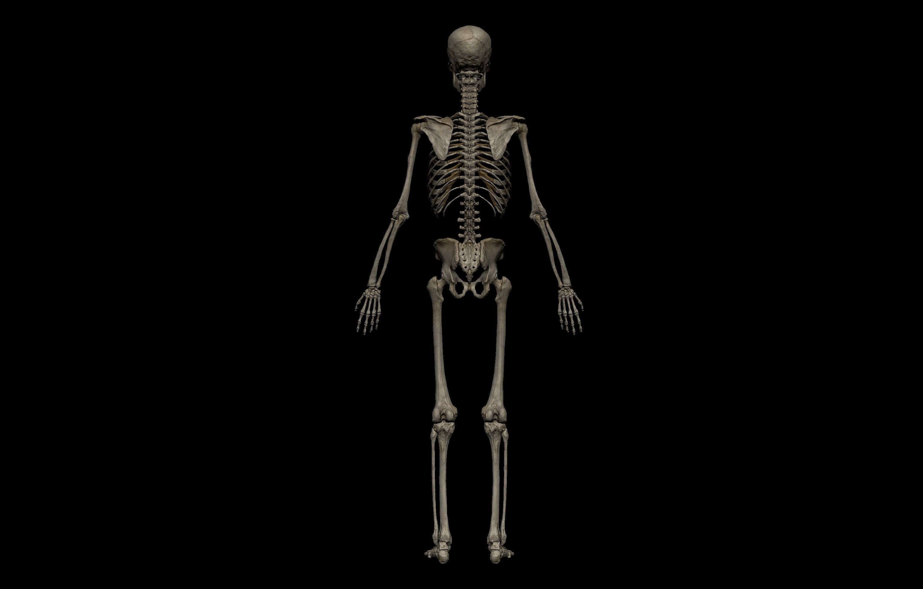 HD Male Complete Human 3D Anatomy Model Low-poly 3D model_39