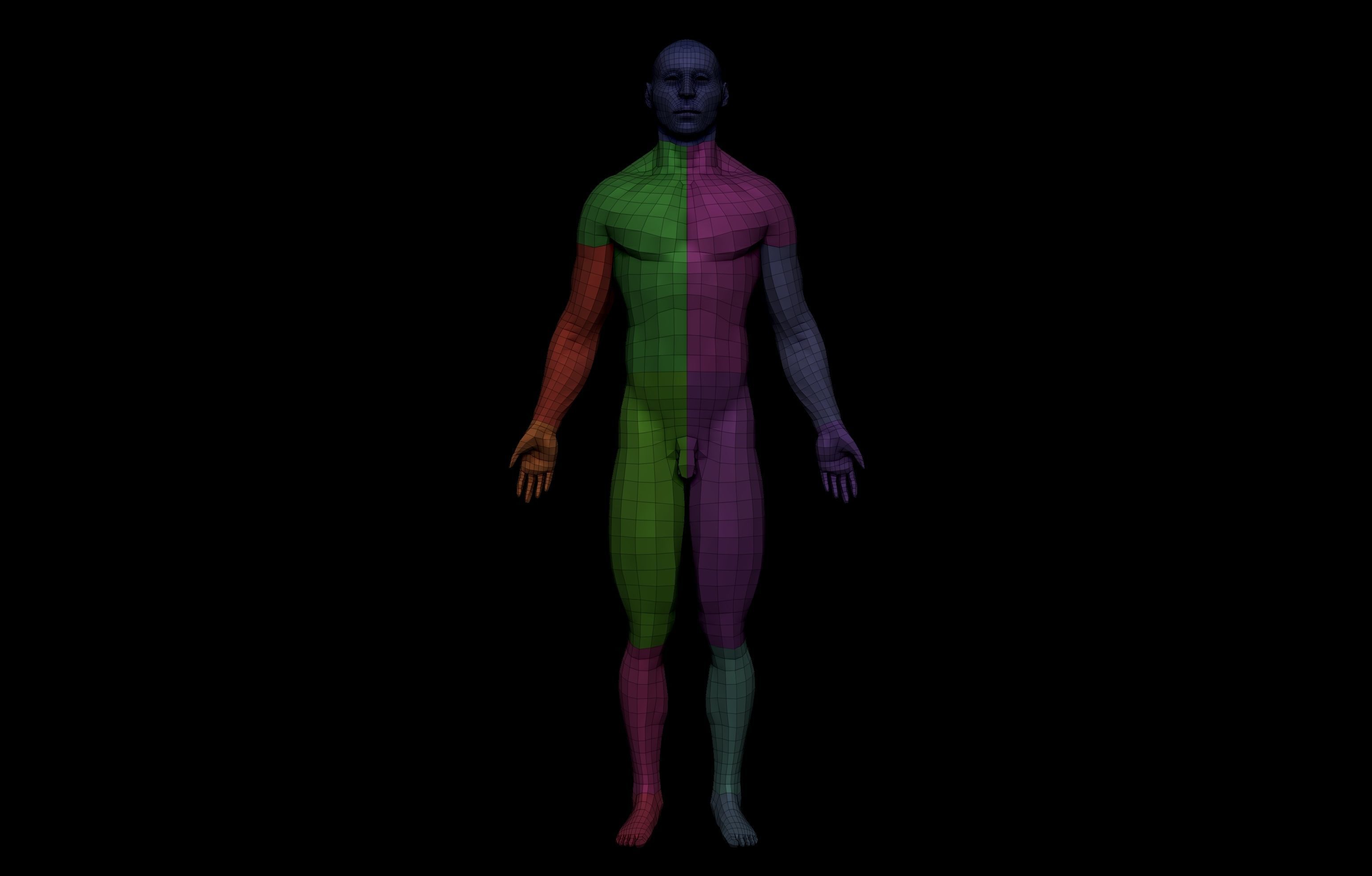 HD Male Complete Human 3D Anatomy Model Low-poly 3D model_17