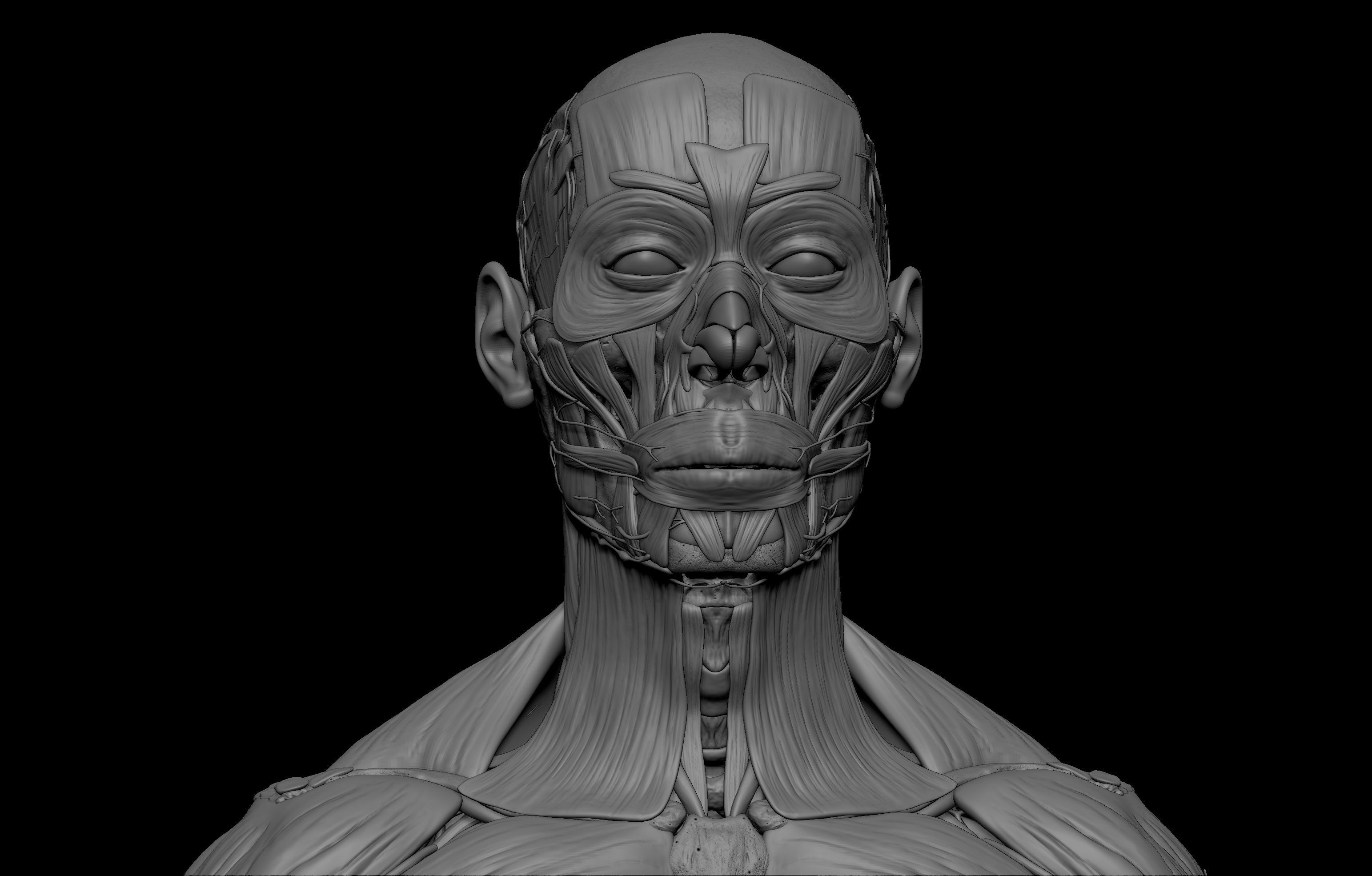 HD Male Complete Human 3D Anatomy Model Low-poly 3D model_14