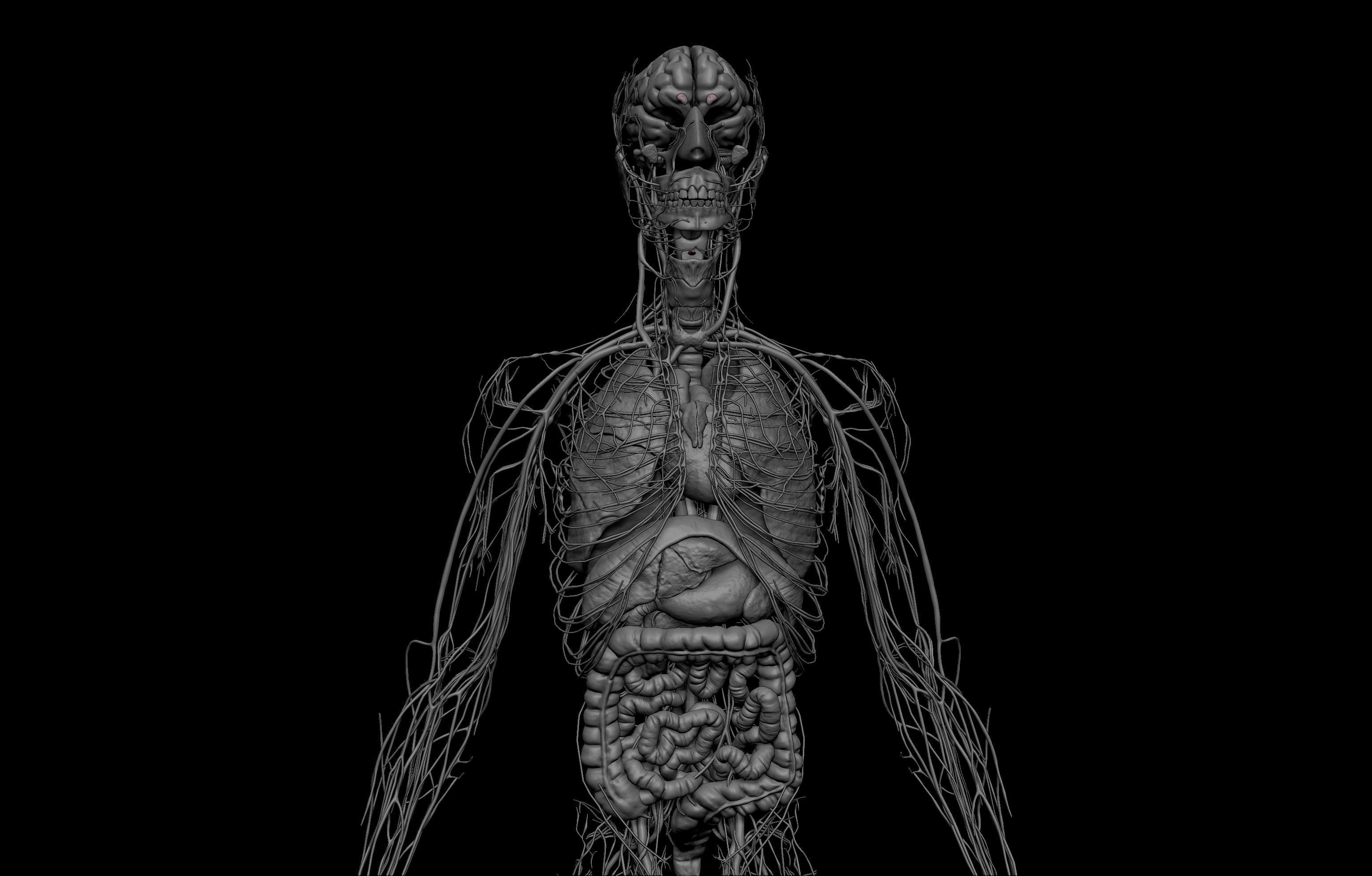 HD Male Complete Human 3D Anatomy Model Low-poly 3D model_7