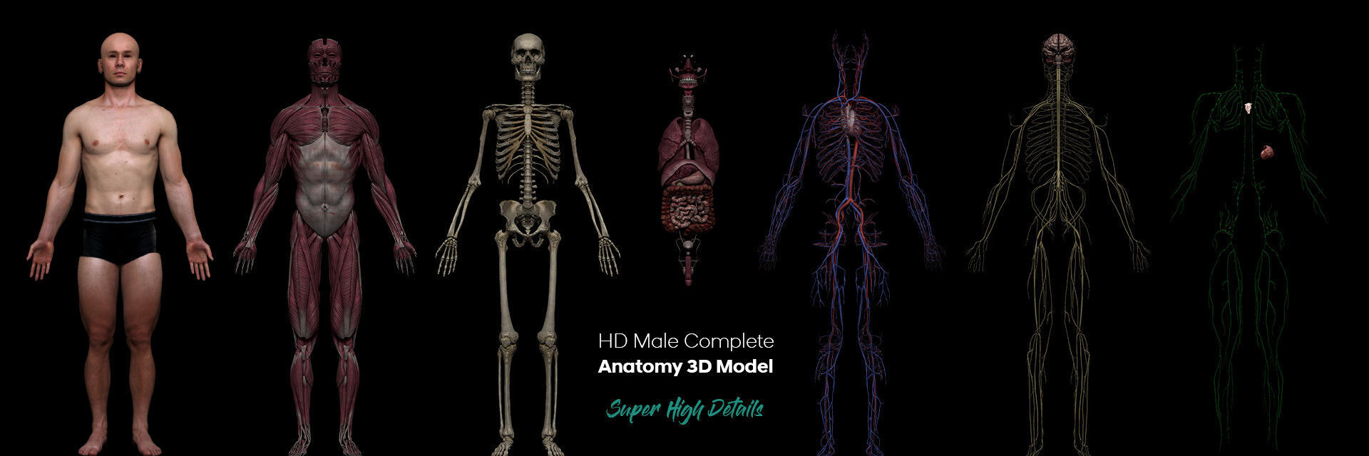 HD Male Complete Human 3D Anatomy Model Low-poly 3D model_2