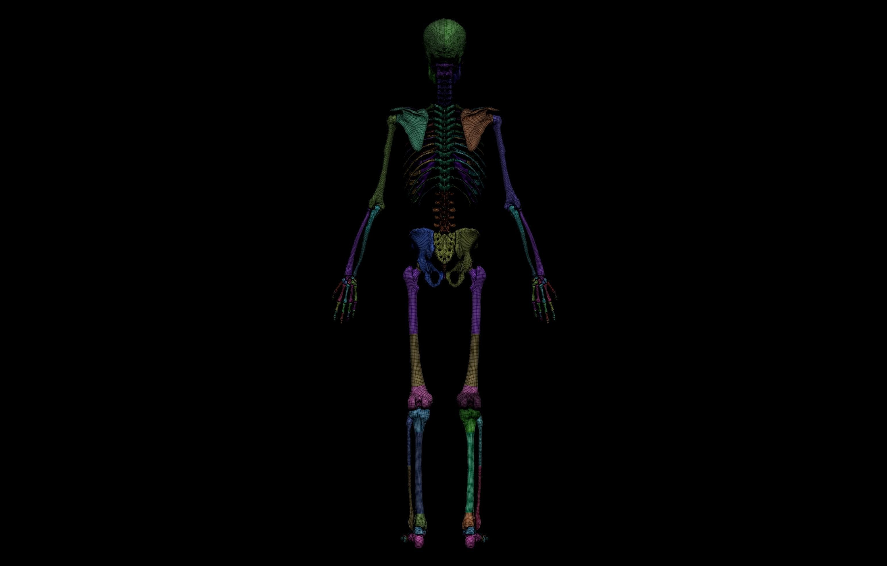 HD Male Complete Human 3D Anatomy Model Low-poly 3D model_52