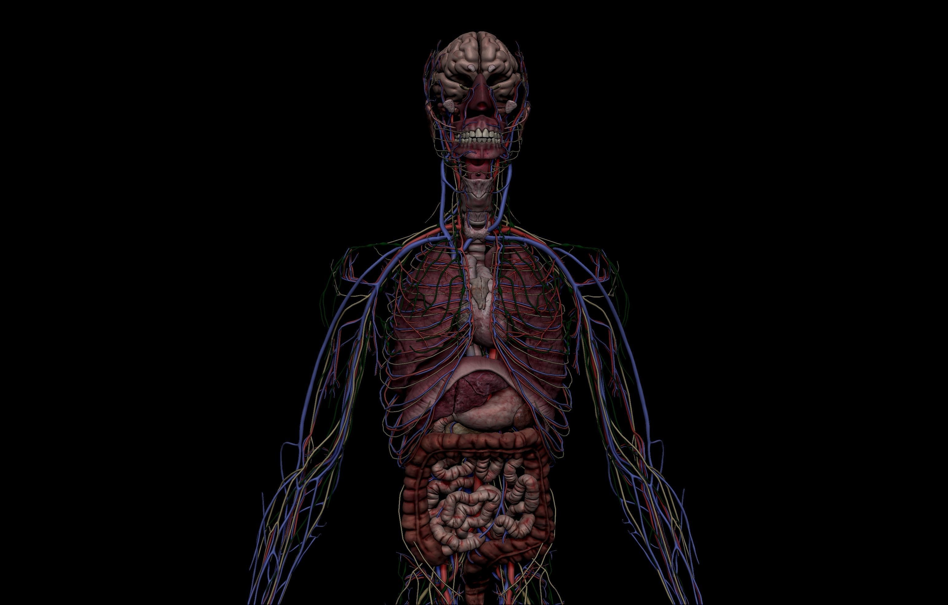 HD Male Complete Human 3D Anatomy Model Low-poly 3D model_5