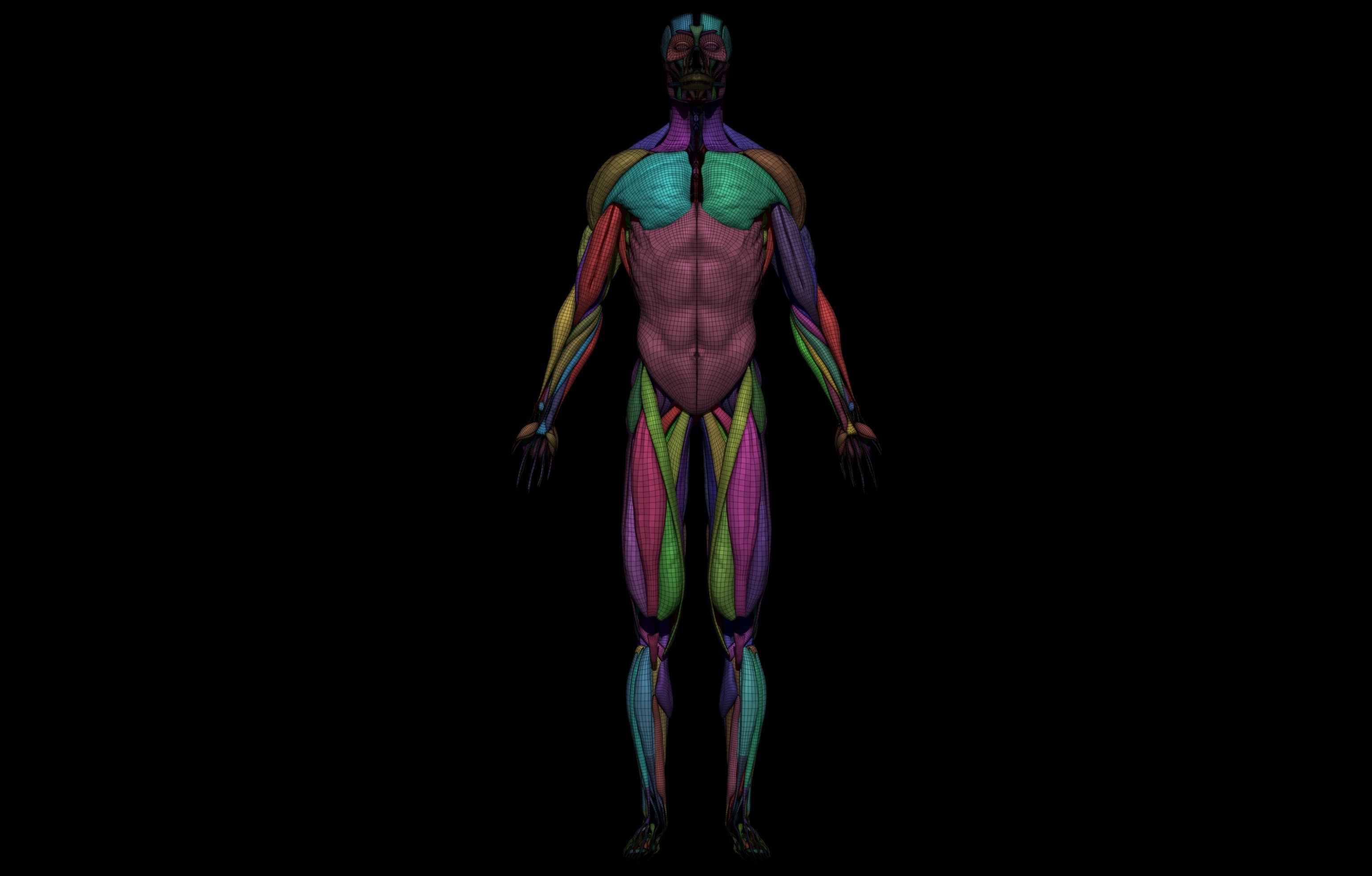 HD Male Complete Human 3D Anatomy Model Low-poly 3D model_10