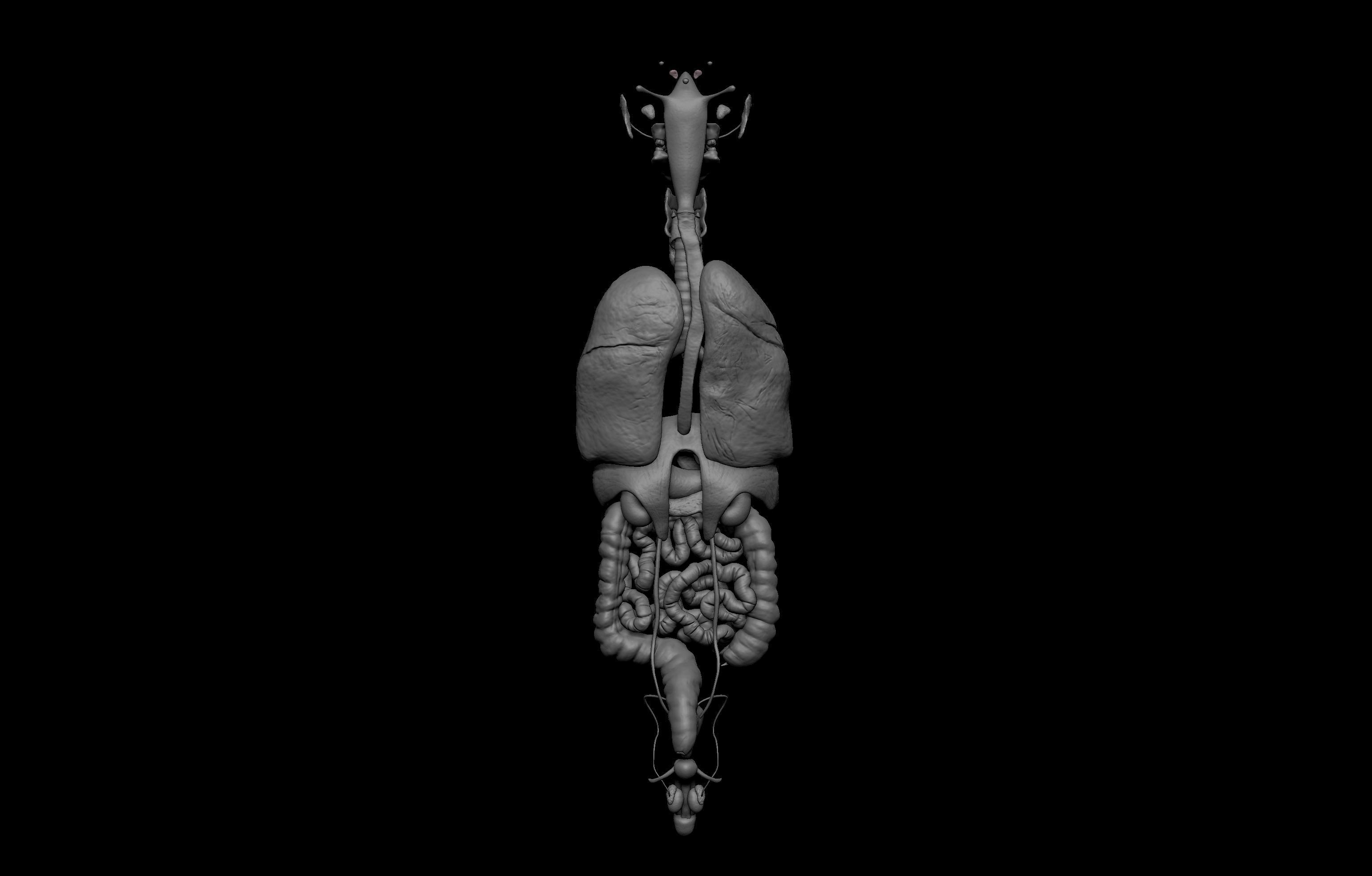 HD Male Complete Human 3D Anatomy Model Low-poly 3D model_82