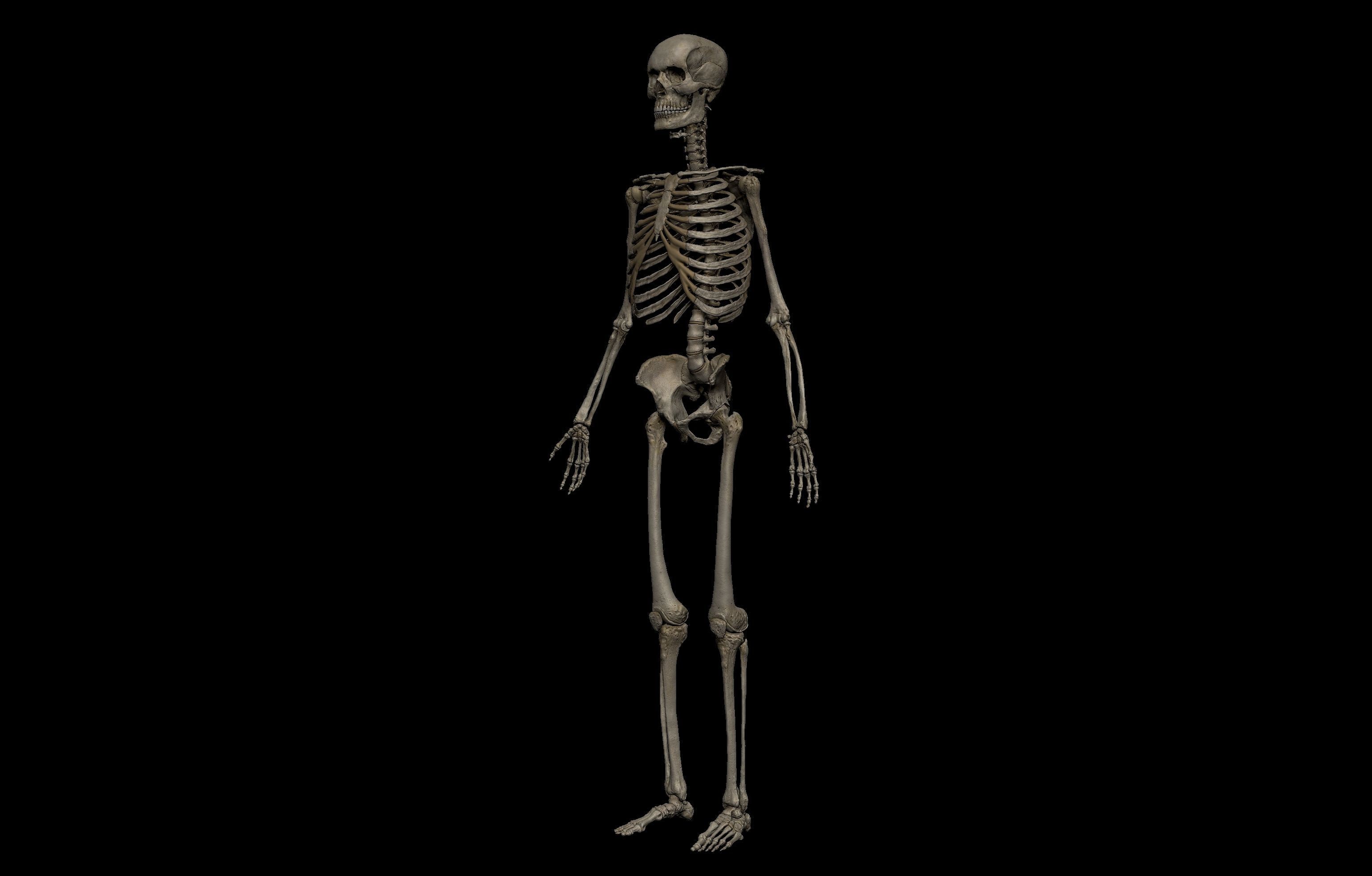 HD Male Complete Human 3D Anatomy Model Low-poly 3D model_51
