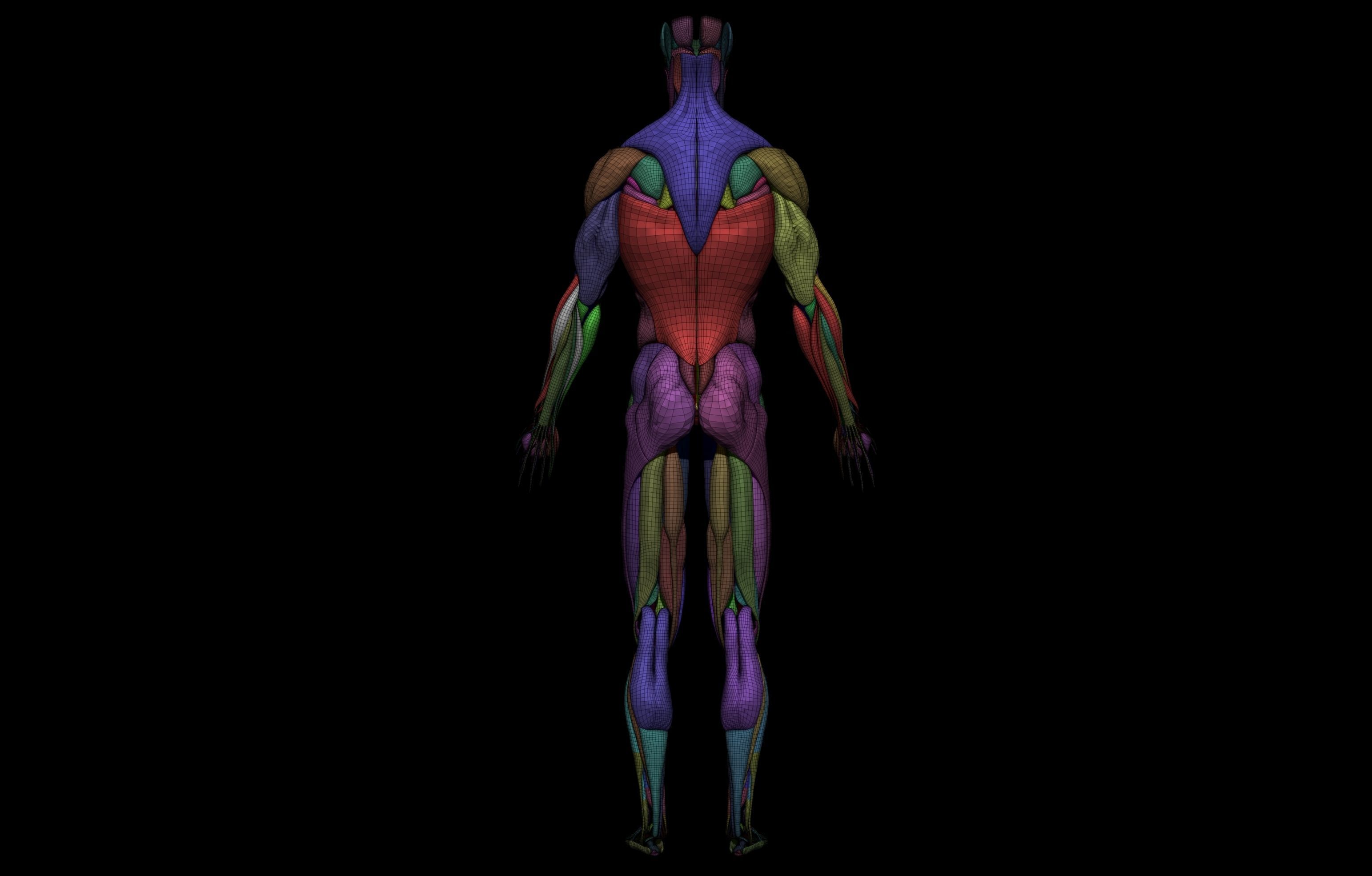 HD Male Complete Human 3D Anatomy Model Low-poly 3D model_12