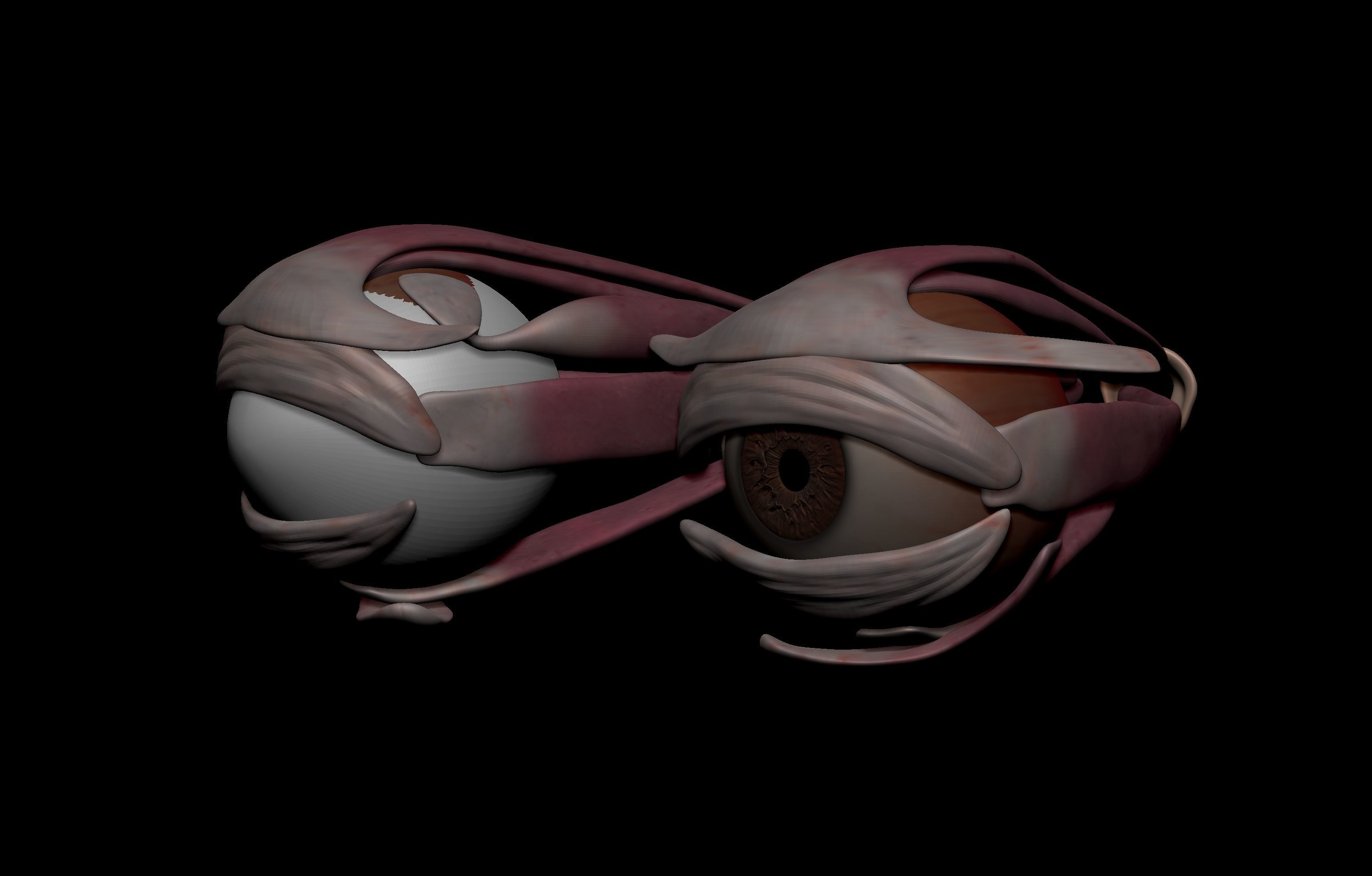 HD Male Complete Human 3D Anatomy Model Low-poly 3D model_99