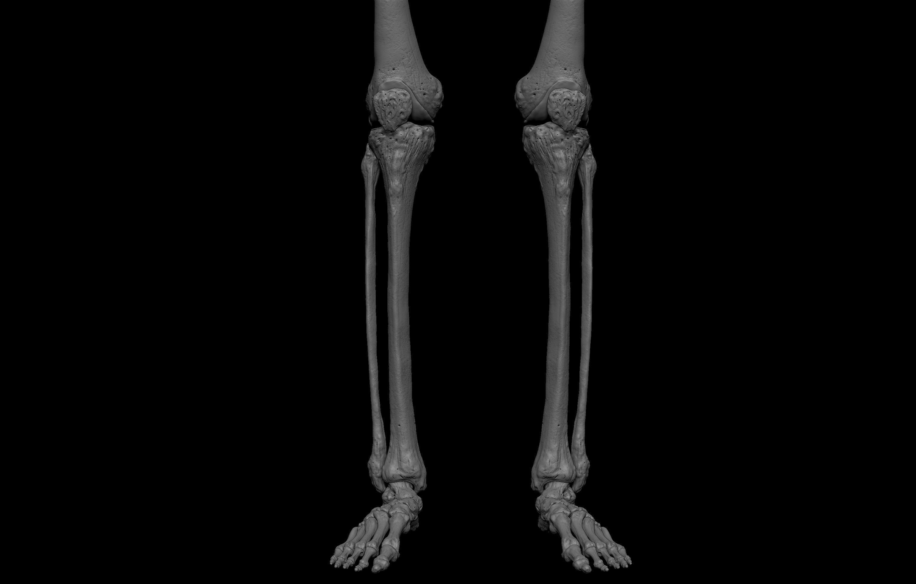 HD Male Complete Human 3D Anatomy Model Low-poly 3D model_49